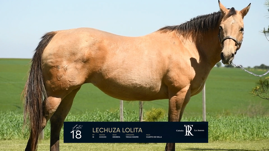 Lote LECHUZA LOLITA