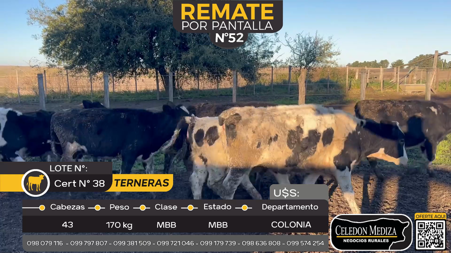 Lote 43 Terneras en Estanzuela, Colonia