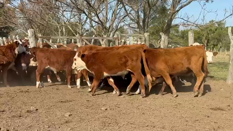 Lote 170 Terneros