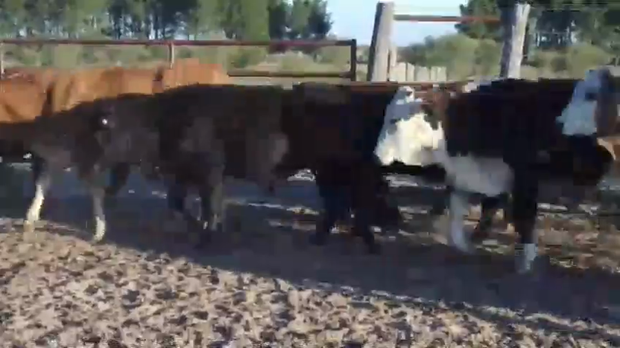 Lote 110 Novillitos
