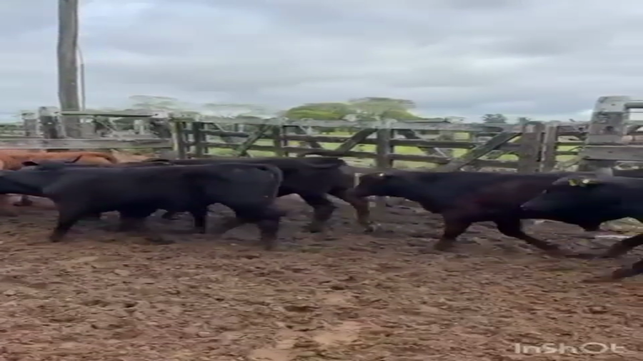 Lote 103 Terneros en Corrientes, San Cosme