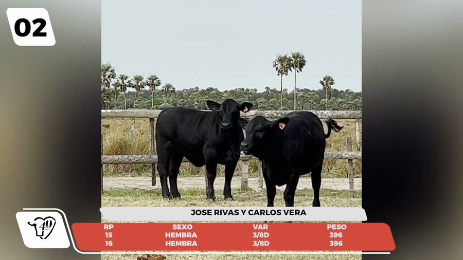 Lote LOTE 2 - JUNIOR