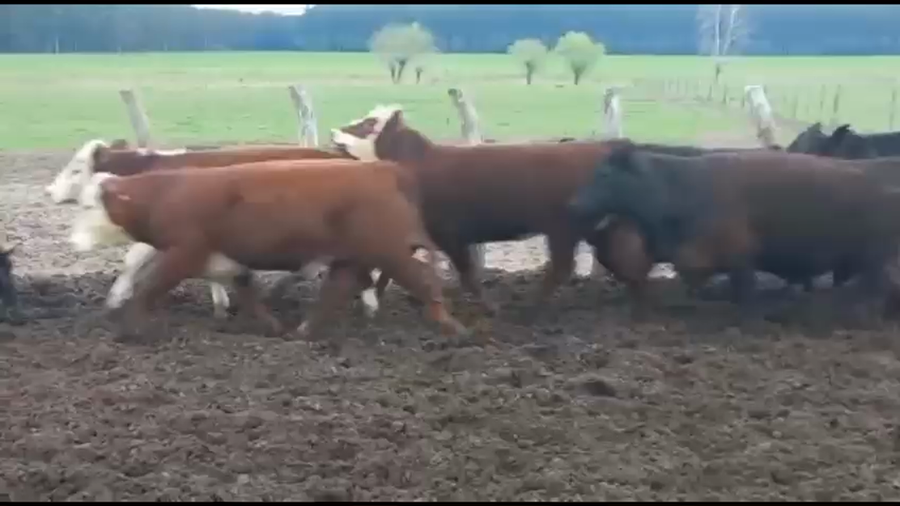 Lote 65 Terneros/as en Concordia, Entre Ríos