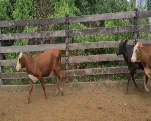 Lote 210 Desm. Hembras Cbo 1.