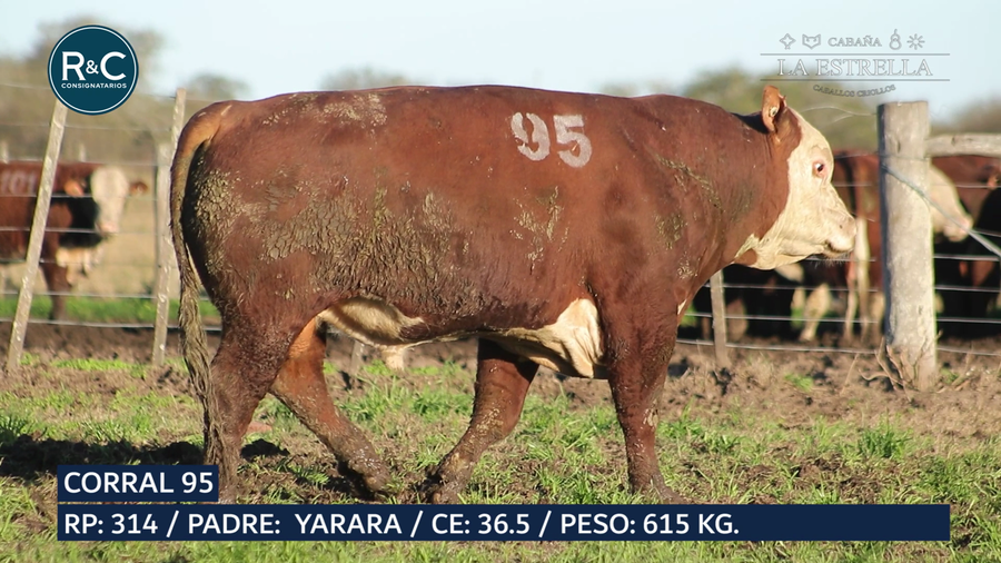 Lote Toro Hereford
