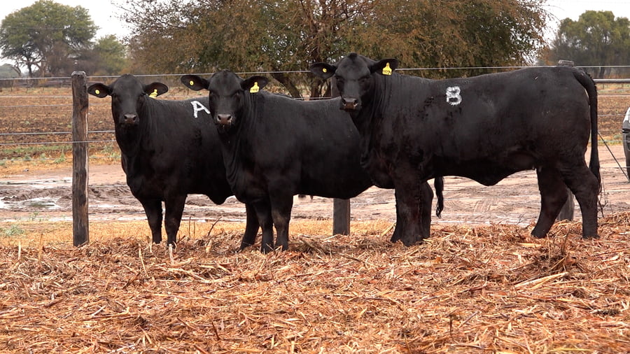 Lote VAQUILLONAS BRANGUS PREÑADAS Y CON SERVICIO de El Porvenir