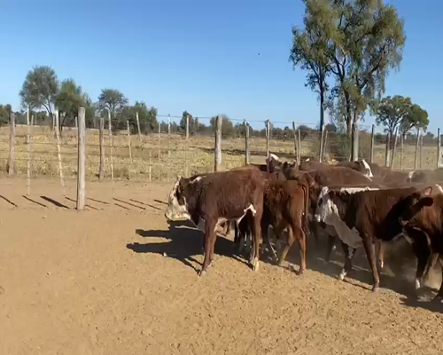 Lote 85 TERNEROS BRAFORD DE 160 KG, EN QUIMILI, SANTIAGO DEL ESTERO.-