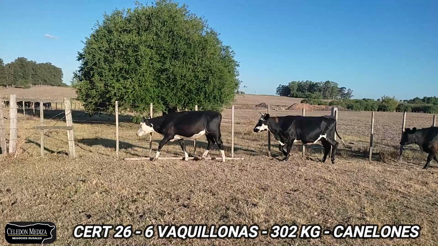 Lote 6 Vaquillonas 1 a 2 años en Canelones
