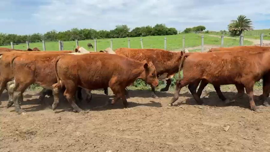 Lote NOVILLOS 1 a 2 AÑOS