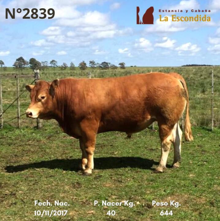 Lote Venta particular de Toros Limousin