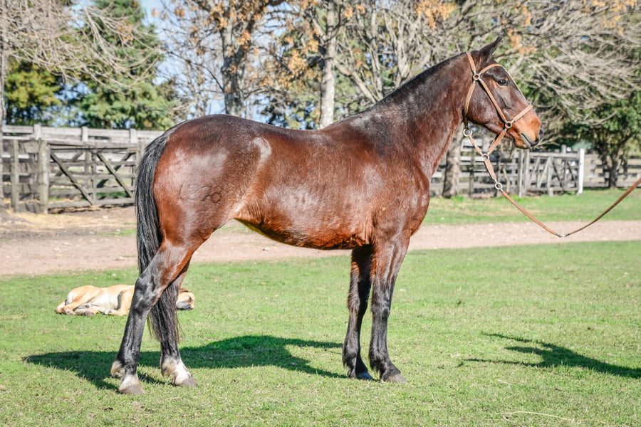 Lote ELEONORA RUMBEADORA