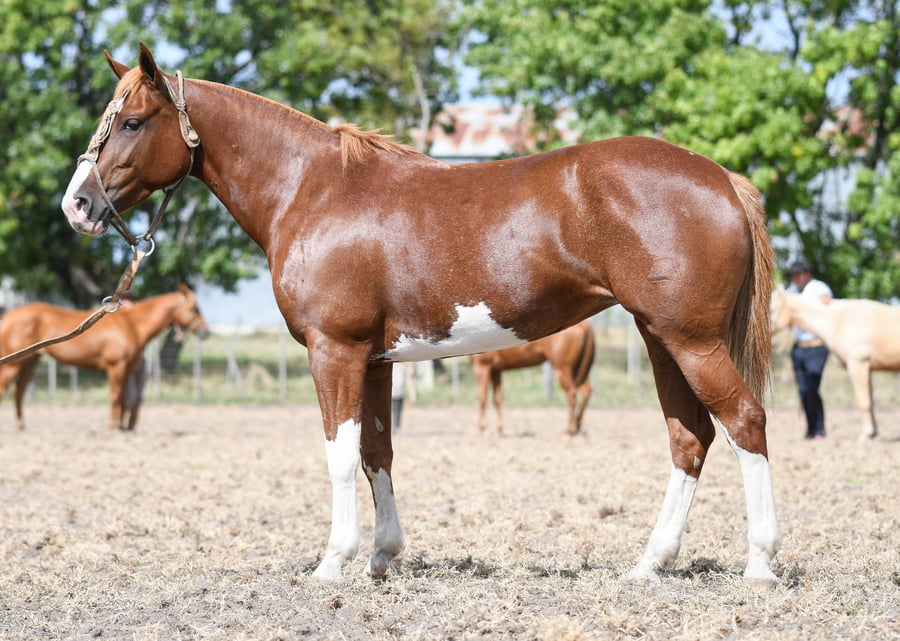 Lote ALABAMA SHAROU 2A