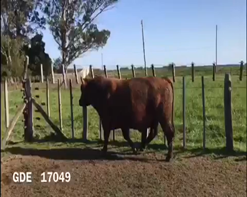 Lote 1 Toros en Punta Indio, Buenos Aires