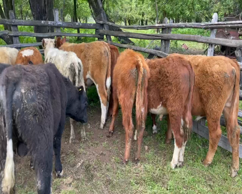 Lote 25 Ternero en Coyhaique, XI Región Aysén