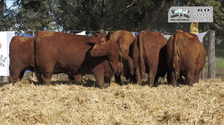 Lote VAQUILLONAS  PC  PARICION PRIMAVERA