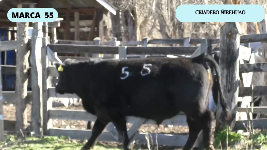 Lote 1 Toro en Coyhaique, XI Región Aysén