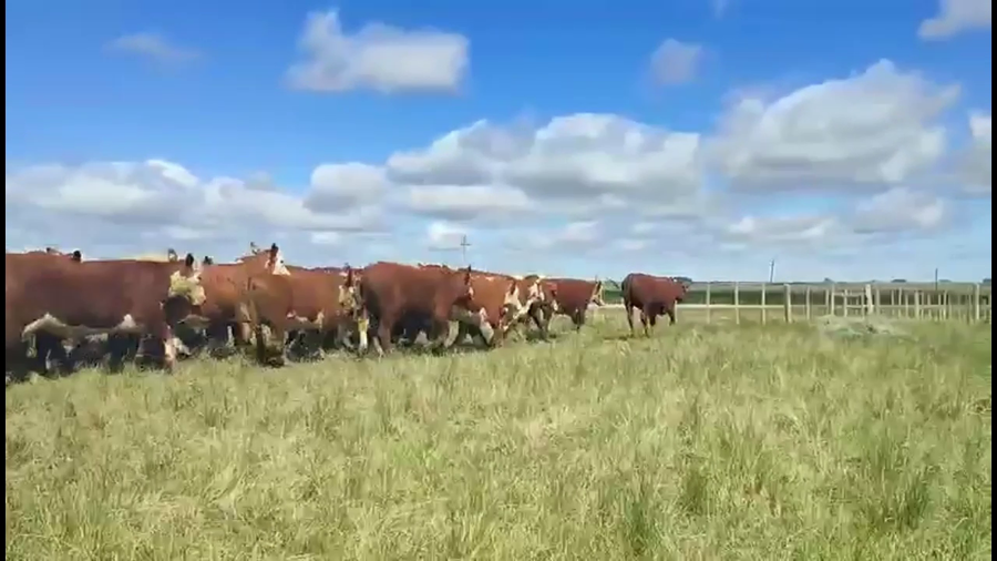 Lote 39 Novillos 1 a 2 años a remate en NACIONAL BRAFORD, Durazno
