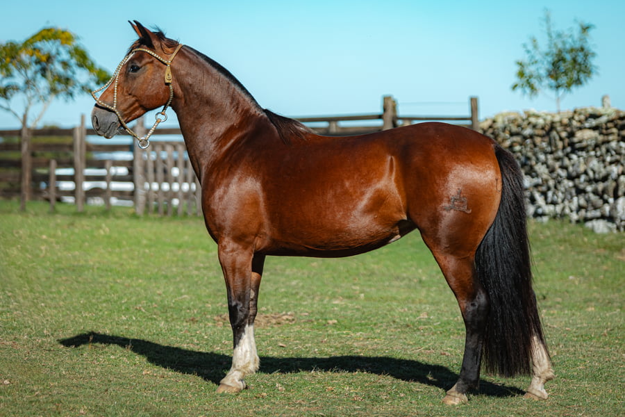 Lote Consejero Roseta