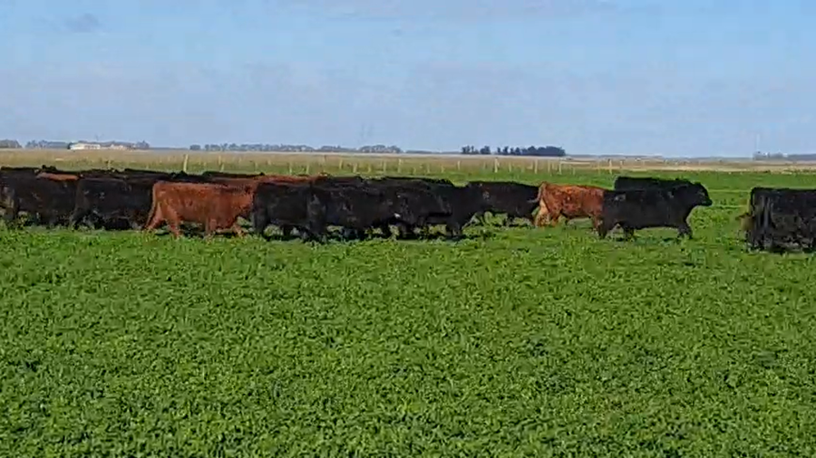 Lote 95 Novillitos en Buenos Aires, Tres Arroyos