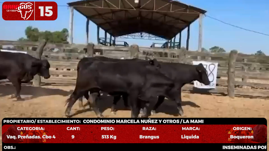 Lote LOTE 15 - POR PANTALLA