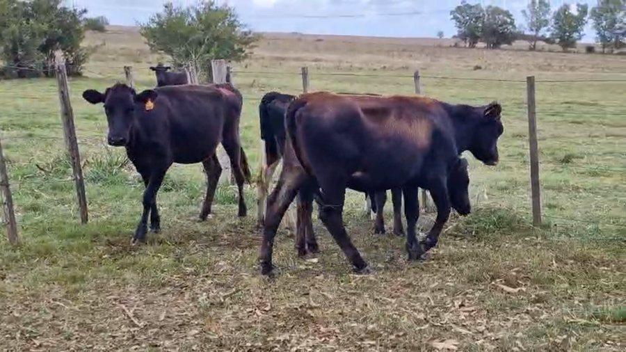 Lote 5 Vaquillonas  a remate en Pantalla Camy, San José