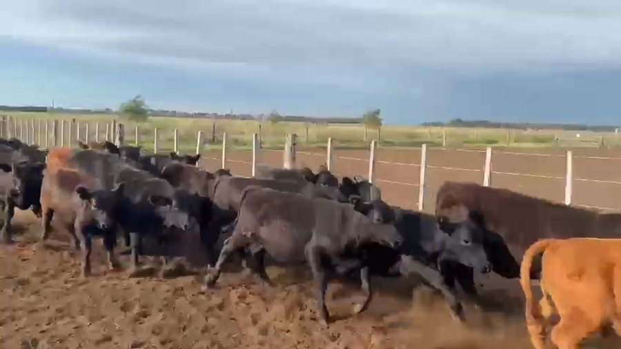 Lote 125 Terneras en America