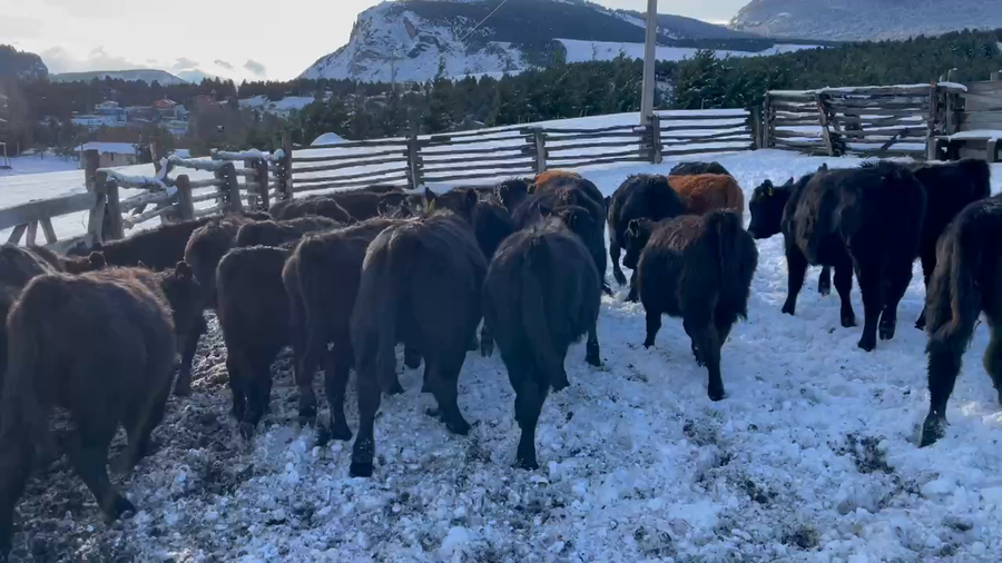 Lote 28 Ternera en Coyhaique, XI Región Aysén