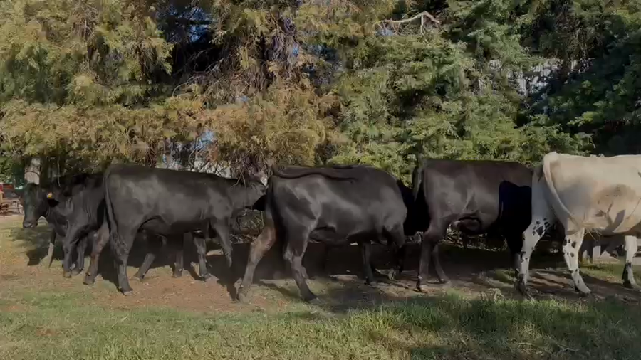 Lote Vaquillonas Entoradas