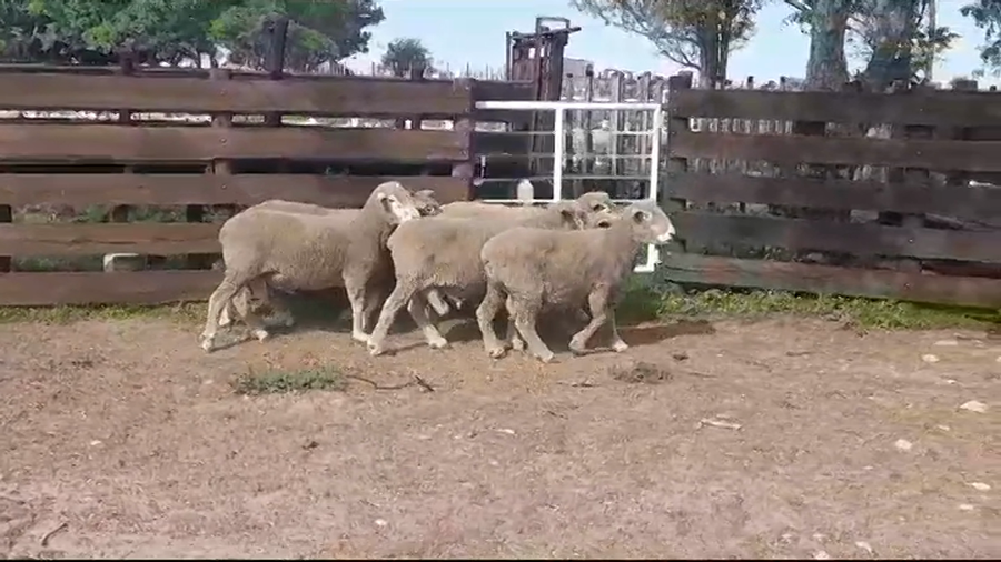 Lote (Vendido)6 Carneros CORRIEDALE a remate en #39 Pantalla Carmelo 110kg -  en PALO SOLO