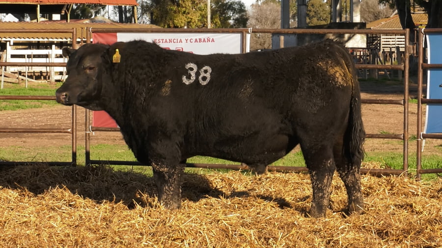 Lote TOROS ANGUS NEGROS PC
