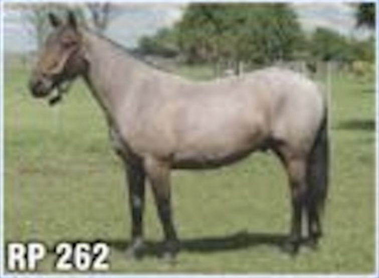 Lote ROSILLO