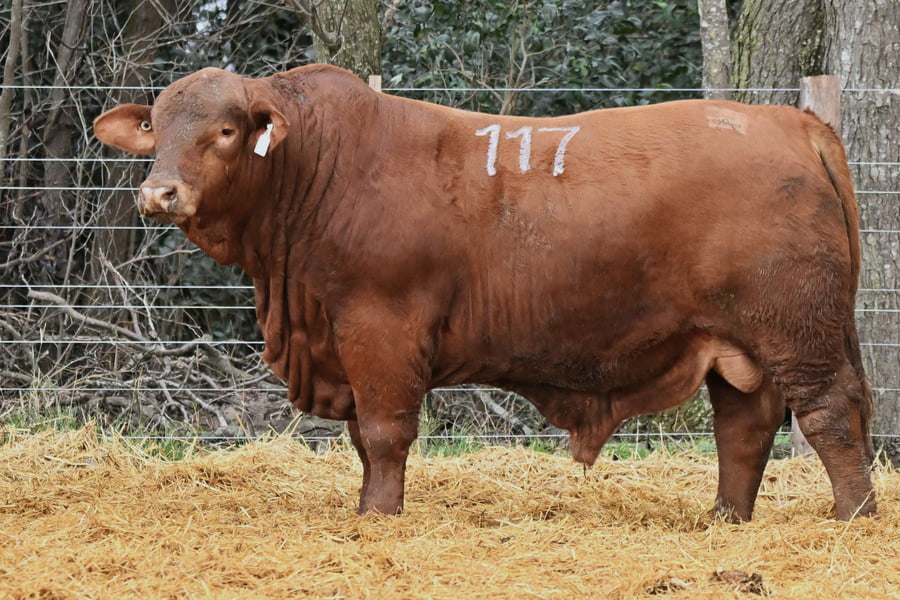 Lote TOROS BRANGUS