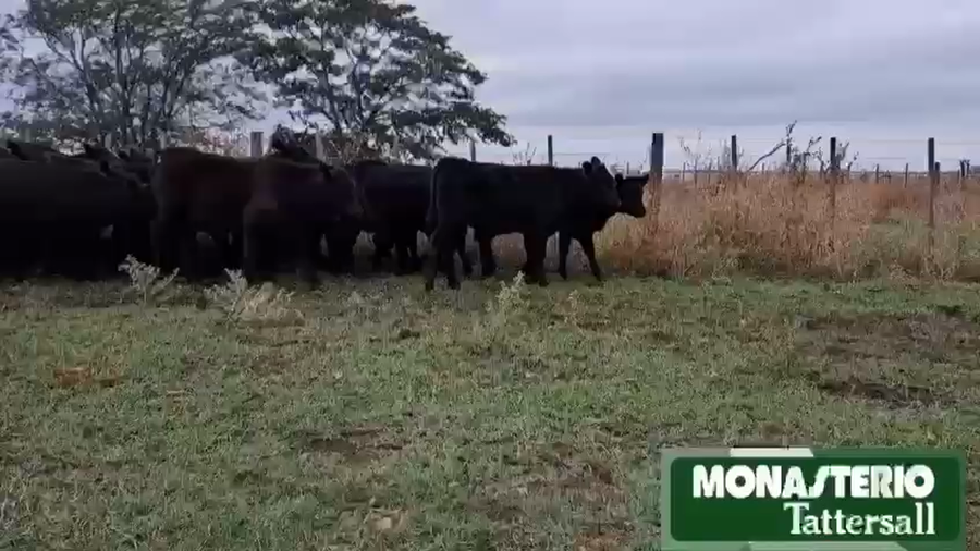 Lote 70 Terneros/as en Buenos Aires, Urdampilleta