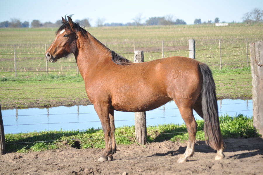 Lote LACAPILLA ACACIA BLANCA