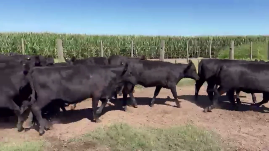 Lote 37 TERNS. HEMBRAS, EN GRAL. PINTO, BS. AS.