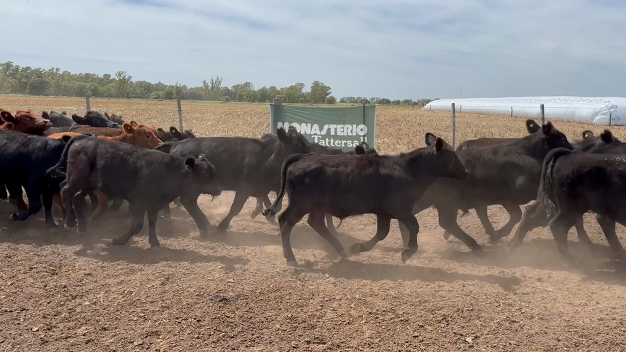 Lote 67 Terneros en Miguel Riglos - La Pampa