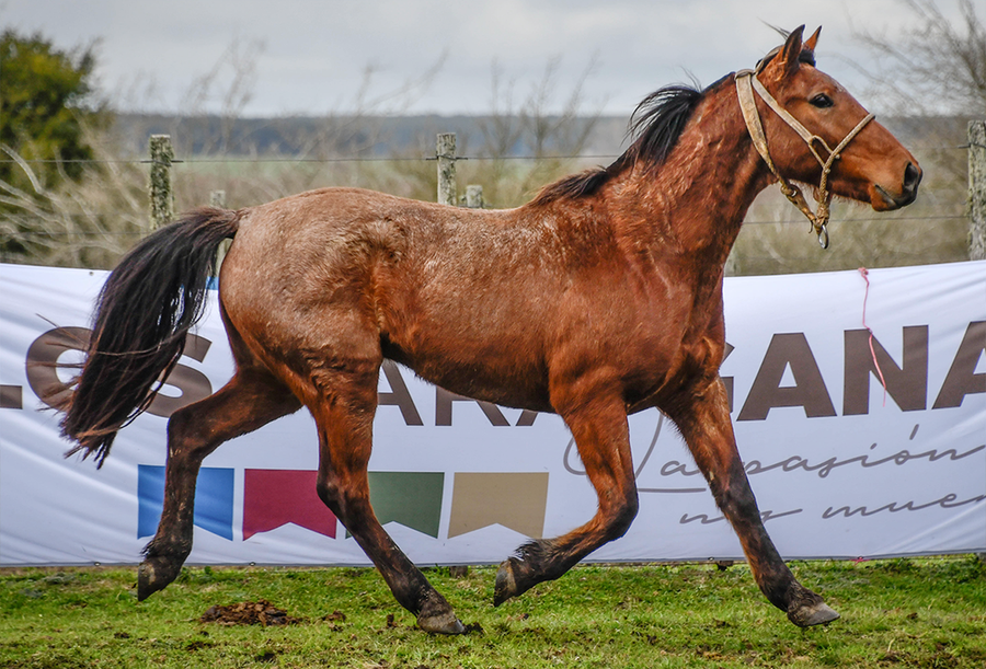 Lote GAROTO LA FLECHILLA