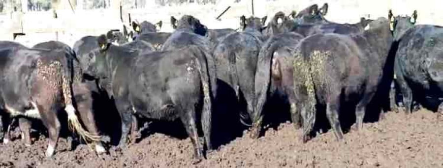 Lote 22 Vaquilla Engorda en Río Bueno, XIV Región Los Ríos