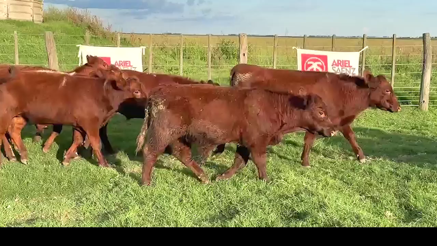 Lote 22 Terneros/as