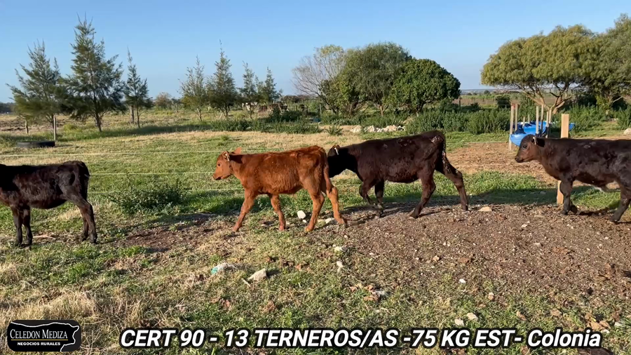 Lote 13 Terneros y Terneras en Colonia