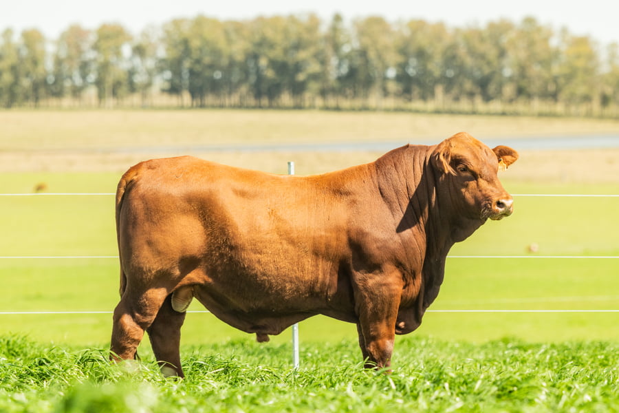Lote Toros a remate en El Tacurú , Montevideo
