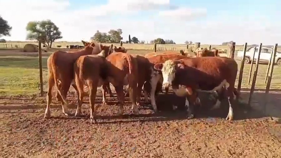 Lote VAQUILLONAS DE 1 A 2