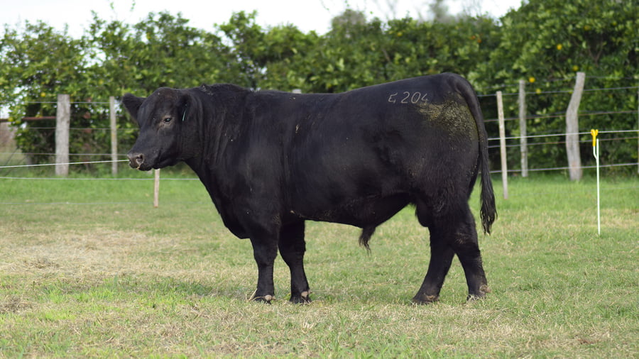 Lote CABAÑA COEMBOTÁ: RP 204