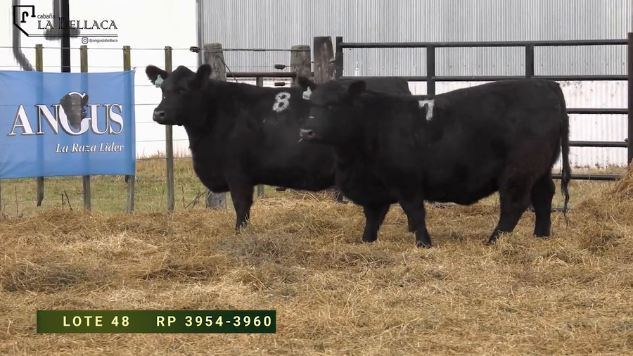 Lote VAQUILLONAS  P.P.