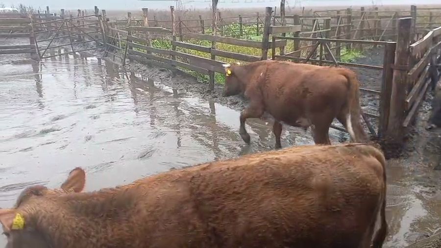 Lote 45 Novillo Gordo en Cabrero, VIII Región Biobío