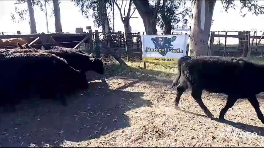 Lote 10 Terneros/as en Cañuelas, Buenos Aires