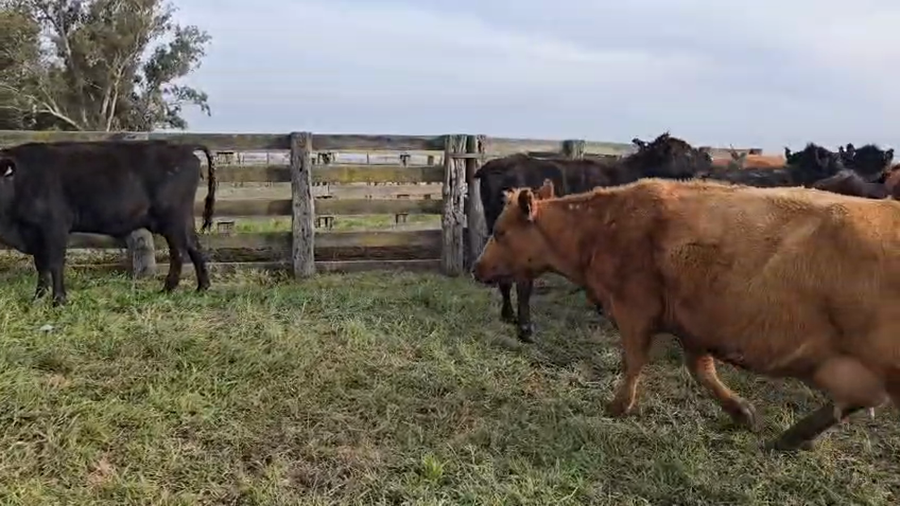 Lote 58 Vacas con Cría  en Buenos Aires, Carlos Casares