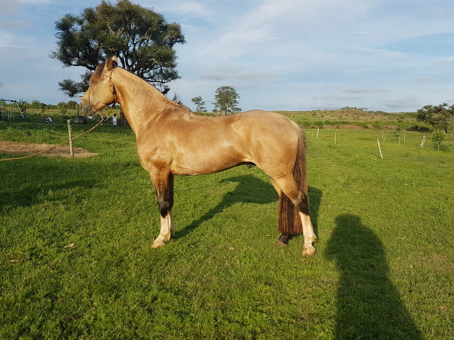 Lote LAS CAÑAS MACANUDO