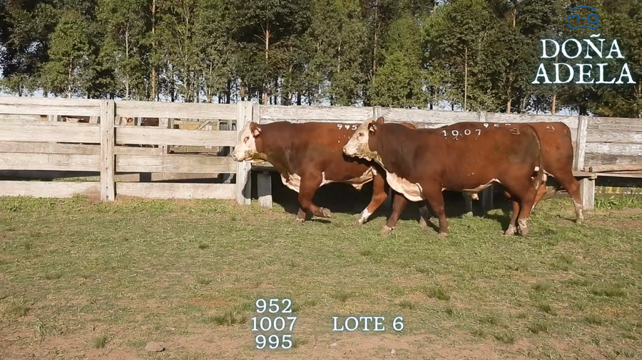 Lote TOROS POLLED HEREFORD