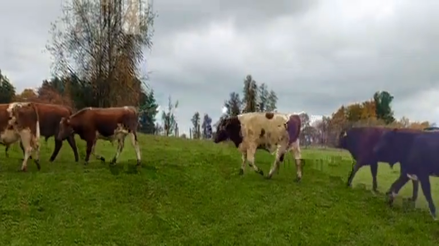 Lote 20 Ternero en Río Bueno, XIV Región Los Ríos